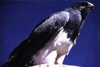 Águila cordillerana