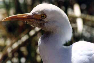 Garza bueyera, yurac huacana