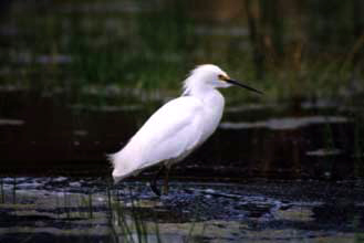 Garza blanca