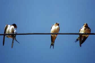 Golondrina migratoria