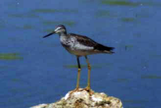 Pata amarilla mayor, playero