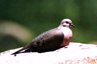 Tortolita rabiblanca