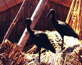 Yanavico, maquerancho, chihuanquira