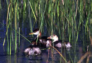 Zambullidor del Titicaca