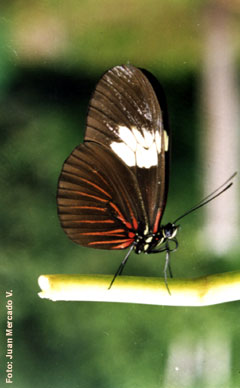 Mariposa