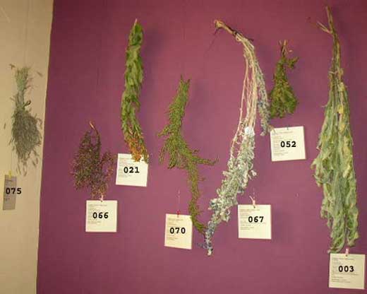 Exposicion De Plantas Medicinales Puno Peru
